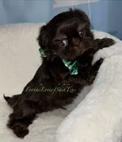 Pup pup 2, a male Shih Tzu for sale in Los Angeles, CA – 4 of 4