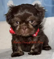 Pup pup 1, a male Shih Tzu for sale in Los Angeles, CA – 4 of 4