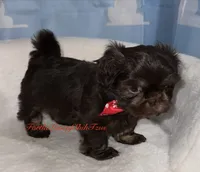 Pup pup 1, a male Shih Tzu for sale in Los Angeles, CA – 2 of 4