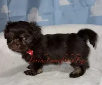 Pup pup 1, a male Shih Tzu for sale in Los Angeles, CA – 3 of 4
