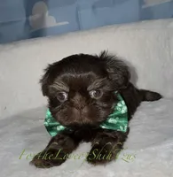Pup pup 2, a male Shih Tzu for sale in Los Angeles, CA – 2 of 4