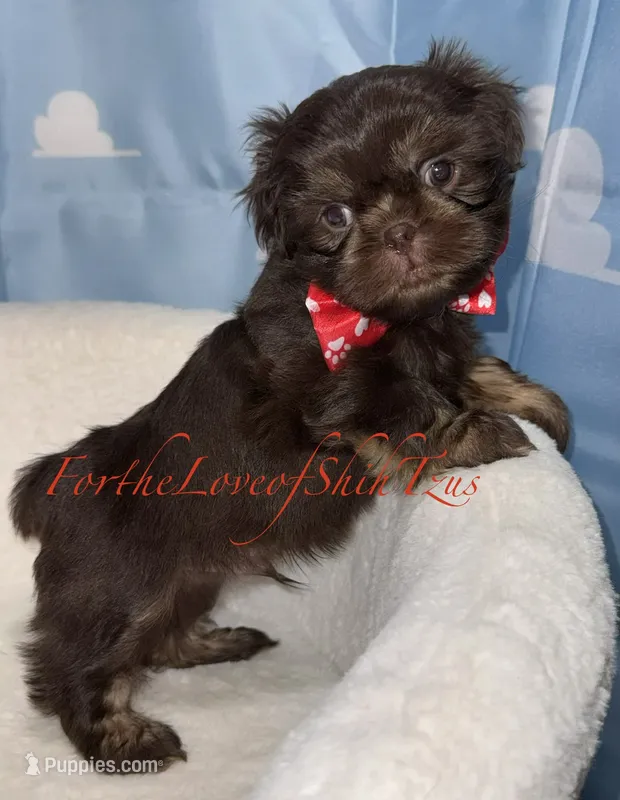 Pup pup 1 – Shih Tzu puppy for sale in Los Angeles, CA