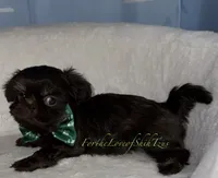 Pup pup 2, a male Shih Tzu for sale in Los Angeles, CA – 3 of 4