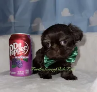 Pup pup 2, a male Shih Tzu for sale in Los Angeles, CA – 1 of 4