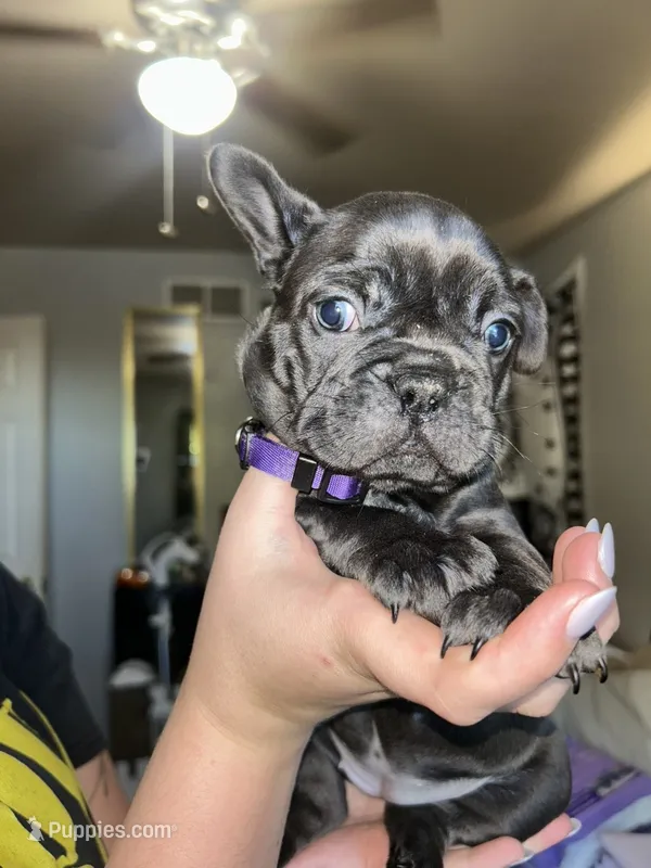 Purple Collar Female – French Bulldog puppy for sale in Easton, PA