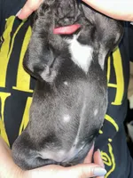 Red Collar Female, a female French Bulldog for sale in Easton, PA – 5 of 6