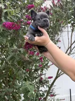 Blue Collar Male, a male French Bulldog for sale in Easton, PA – 3 of 6