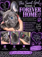 Red Collar Female, a female French Bulldog for sale in Easton, PA – 2 of 6