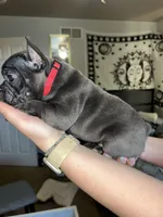 Red Collar Female, a female French Bulldog for sale in Easton, PA – 3 of 6