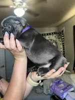 Purple Collar Female, a female French Bulldog for sale in Easton, PA – 3 of 4