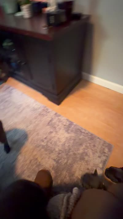 Blue Collar Male, a male French Bulldog for sale in Easton, PA – 6 of 6