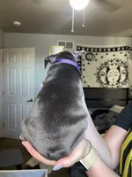 Purple Collar Female, a female French Bulldog for sale in Easton, PA – 4 of 4