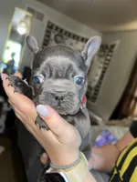 Red Collar Female, a female French Bulldog for sale in Easton, PA – 6 of 6