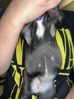 Purple Collar Female, a female French Bulldog for sale in Easton, PA – 2 of 4