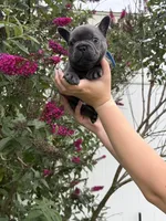 Blue Collar Male, a male French Bulldog for sale in Easton, PA – 2 of 6