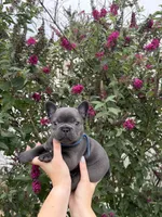 Blue Collar Male, a male French Bulldog for sale in Easton, PA – 1 of 6