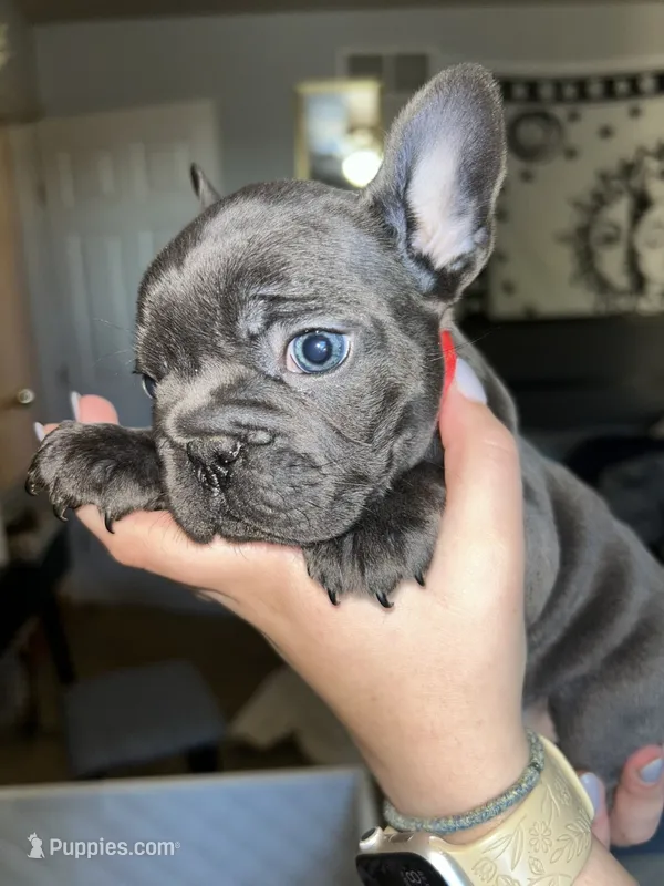 Red Collar Female – French Bulldog puppy for sale in Easton, PA