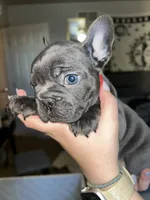 Red Collar Female, a female French Bulldog for sale in Easton, PA – 1 of 6