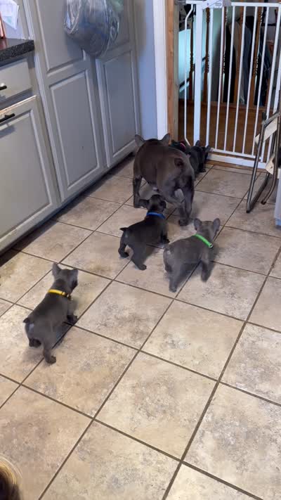 Blue Collar Male, a male French Bulldog for sale in Easton, PA – 5 of 6