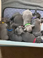 Blue Collar Male, a male French Bulldog for sale in Easton, PA – 4 of 6