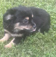 Puppy #2, a female Chihuahua for sale in Pasadena, MD – 3 of 6