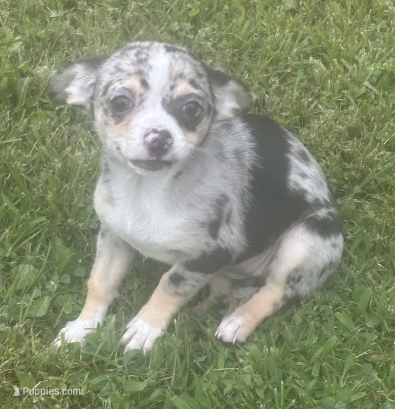 Puppy #3 – Chihuahua puppy for sale in Pasadena, MD