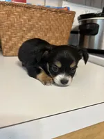 Puppy #1, a male Chihuahua for sale in Pasadena, MD – 4 of 5