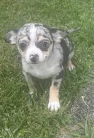 Puppy #3, a female Chihuahua for sale in Pasadena, MD – 6 of 7
