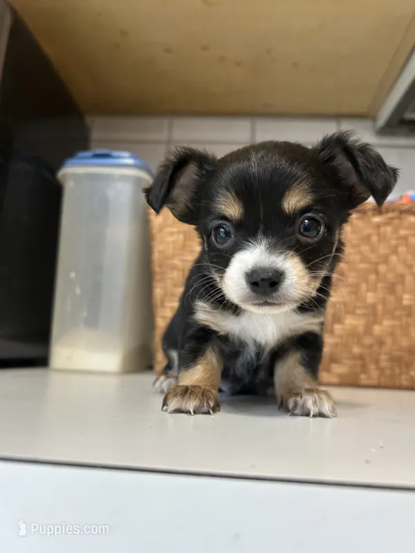 Puppy #1 – Chihuahua puppy for sale in Pasadena, MD