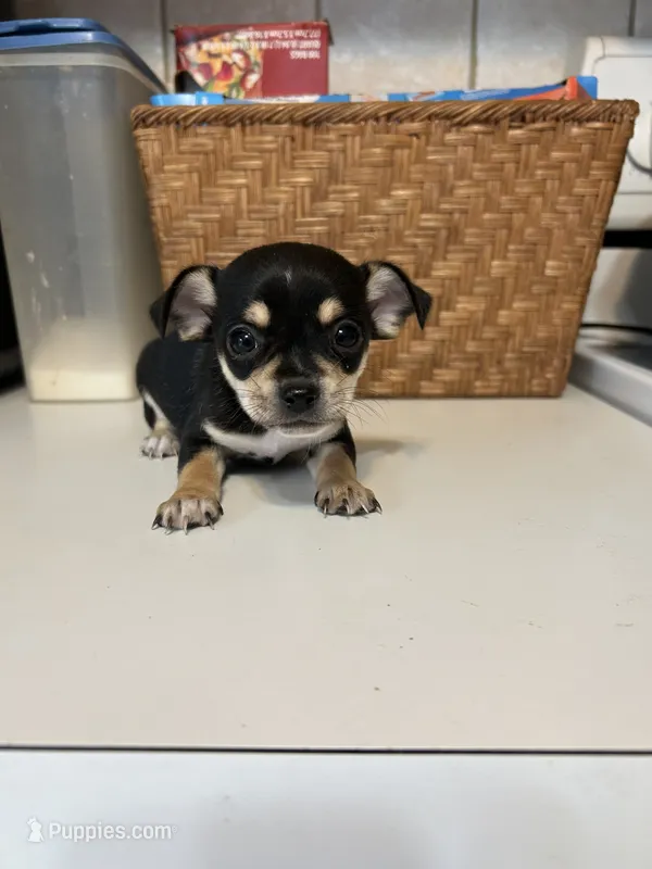 Puppy #3 – Chihuahua puppy for sale in Pasadena, MD