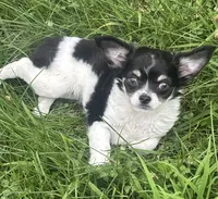 Puppy #2, a female Chihuahua for sale in Pasadena, MD – 3 of 7