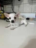 Puppy #2, a male Chihuahua for sale in Pasadena, MD – 2 of 5