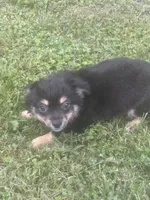 Puppy #2, a female Chihuahua for sale in Pasadena, MD – 4 of 6