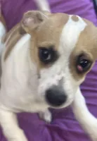 Puppy A, a male Chihuahua for sale in Pasadena, MD – Photo 7 of 7