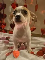 Puppy#5, a male Chihuahua for sale in Pasadena, MD – Photo 3 of 6