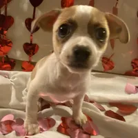 Puppy#5, a male Chihuahua for sale in Pasadena, MD – Photo 1 of 6