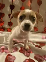 Puppy#5, a male Chihuahua for sale in Pasadena, MD – Photo 1 of 6