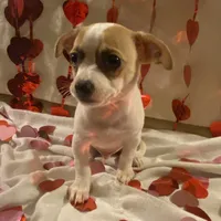 Puppy#5, a male Chihuahua for sale in Pasadena, MD – Photo 5 of 6