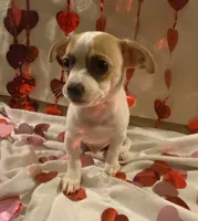 Puppy#5, a male Chihuahua for sale in Pasadena, MD – Photo 5 of 6