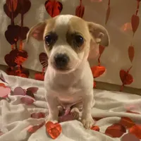 Puppy#5, a male Chihuahua for sale in Pasadena, MD – Photo 6 of 6