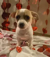 Puppy#5, a male Chihuahua for sale in Pasadena, MD – Photo 6 of 6