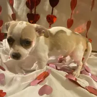 Puppy#5, a male Chihuahua for sale in Pasadena, MD – Photo 4 of 6