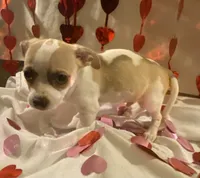 Puppy#5, a male Chihuahua for sale in Pasadena, MD – Photo 4 of 6