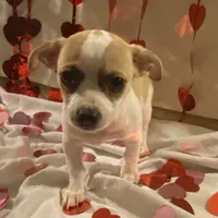 Puppy#5, a male Chihuahua for sale in Pasadena, MD – Photo 2 of 6