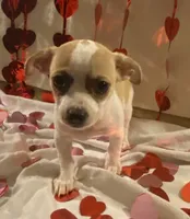 Puppy#5, a male Chihuahua for sale in Pasadena, MD – Photo 2 of 6