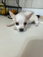 Puppy #2, a male Chihuahua for sale in Pasadena, MD – 3 of 5