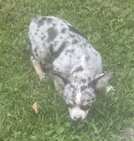 Puppy #3, a female Chihuahua for sale in Pasadena, MD – 2 of 7