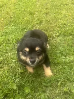 Puppy #2, a female Chihuahua for sale in Pasadena, MD – 5 of 6