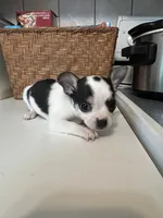Puppy #4, a female Chihuahua for sale in Pasadena, MD – 5 of 6