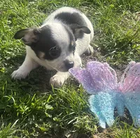 Puppy#1, a male Chihuahua for sale in Pasadena, MD – Photo 4 of 5